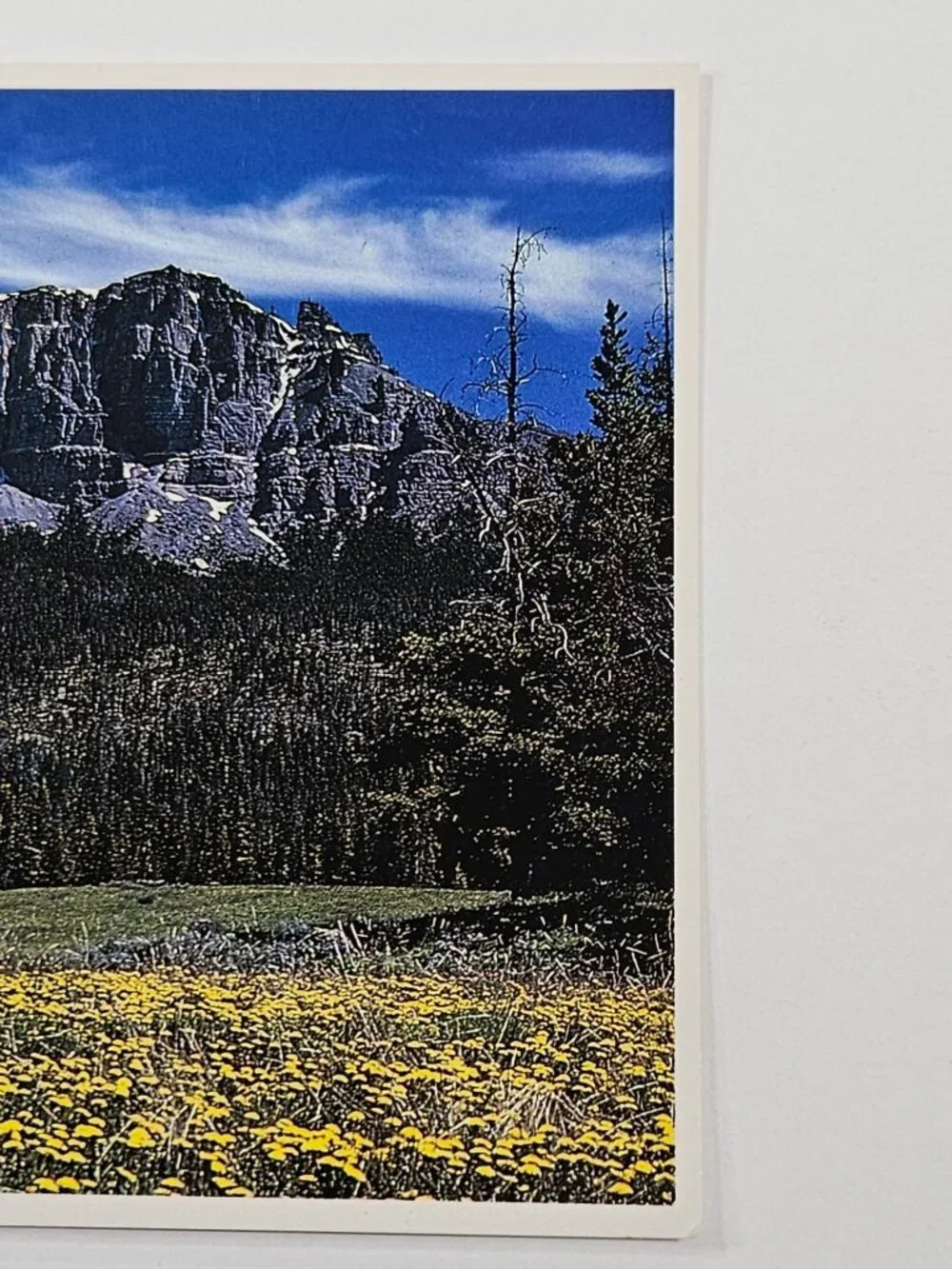 Rocky Mountain Wildflowers Postcard